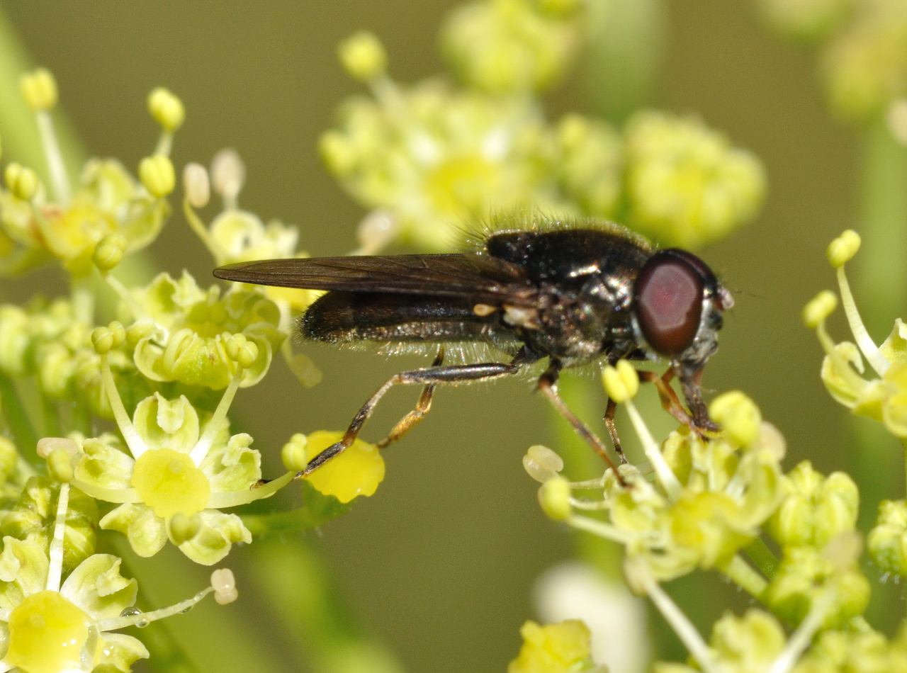 Cheilosia sp. (Syrphidae)